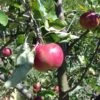 Cosmic Crisp And Melrose Apple Bundle (3 Trees)