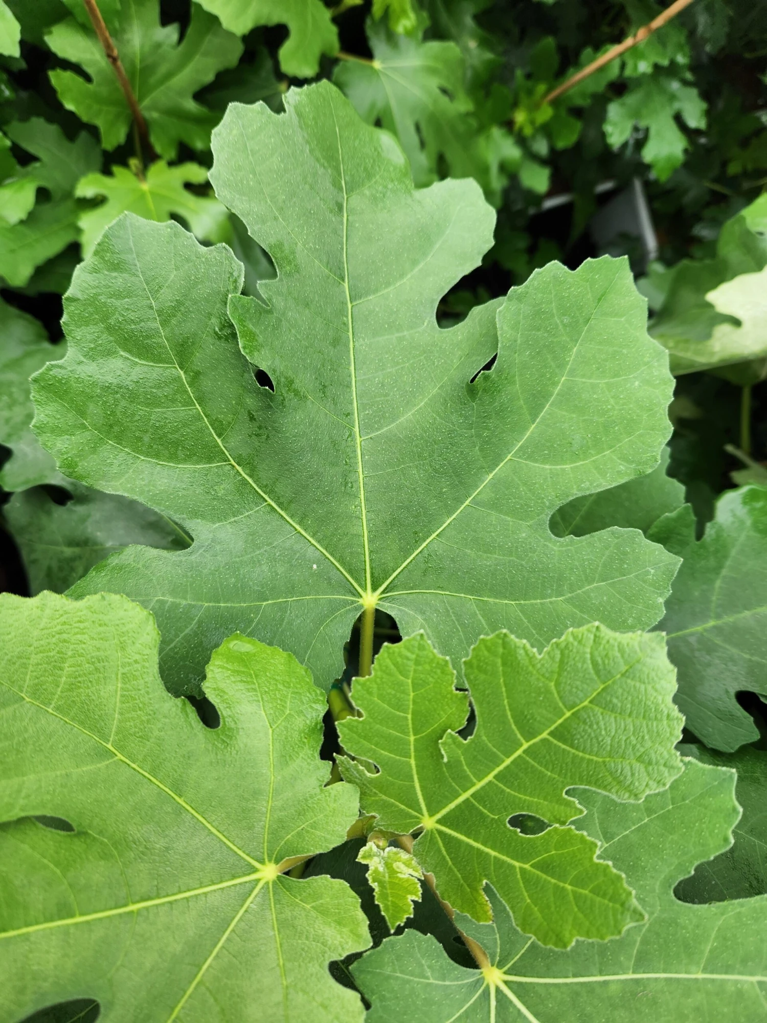 Pastilliere Fig 1 Pastilliere Fig