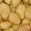 Yellow Wonder Alpine Strawberry