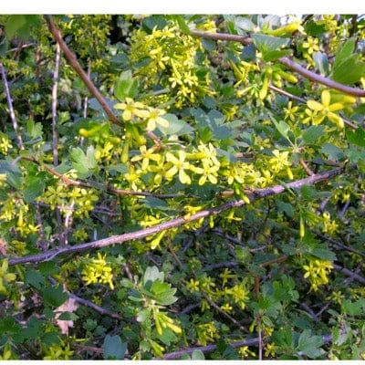 Black Topaz™ Currant 1 Black Topaz™ Currant