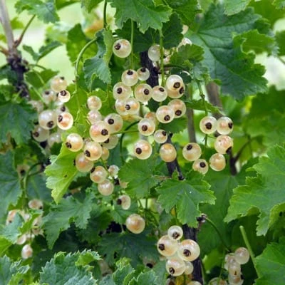 Bar-le-duc White Currant 1 Bar-le-duc White Currant