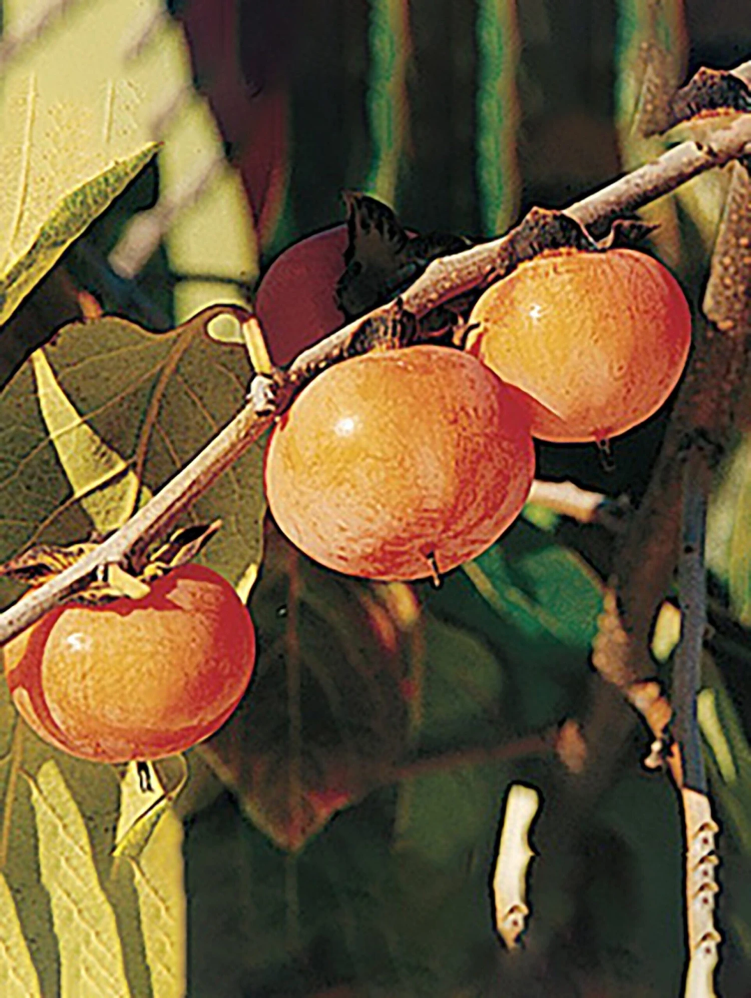Prairie Dawn ™ American Persimmon 1 Prairie Dawn ™ American Persimmon