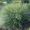 Dwarf Arctic Blue Willow