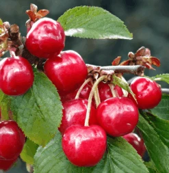 Crimson Passion® Cherry