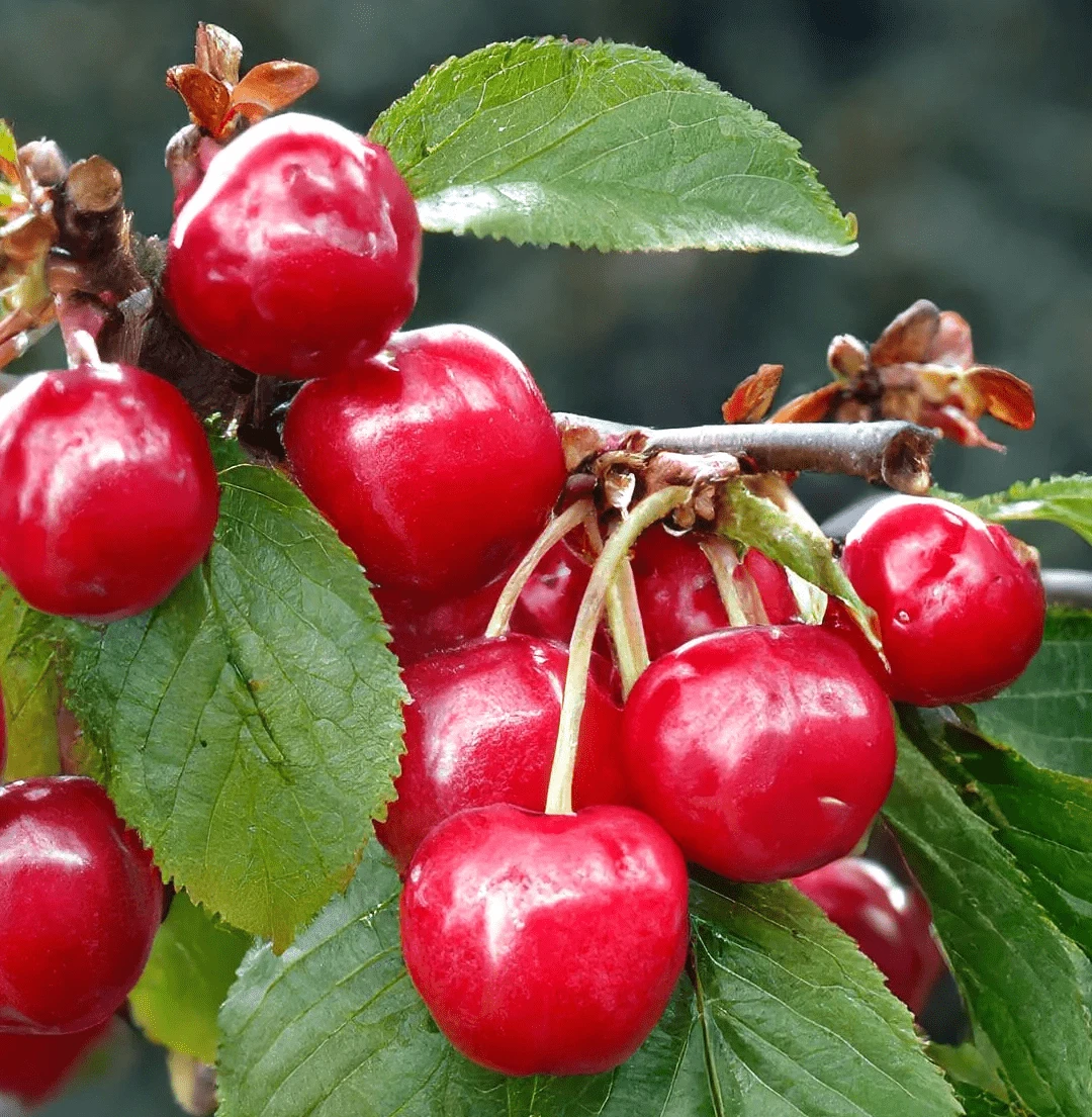 Crimson Passion® Cherry 1 Crimson Passion® Cherry