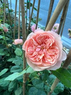 FLAVORETTE™ Honey-Apricot Rose -Raintree Nursery Store D523EFDA 5A0E 479B 842A 2757DCD6376E