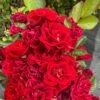 Alpha Rosa Red Sunblaze®