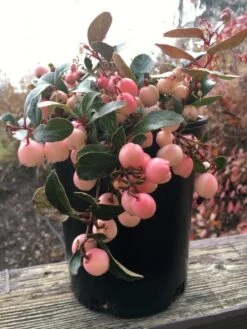 Winter Fiesta™ Wintergreen