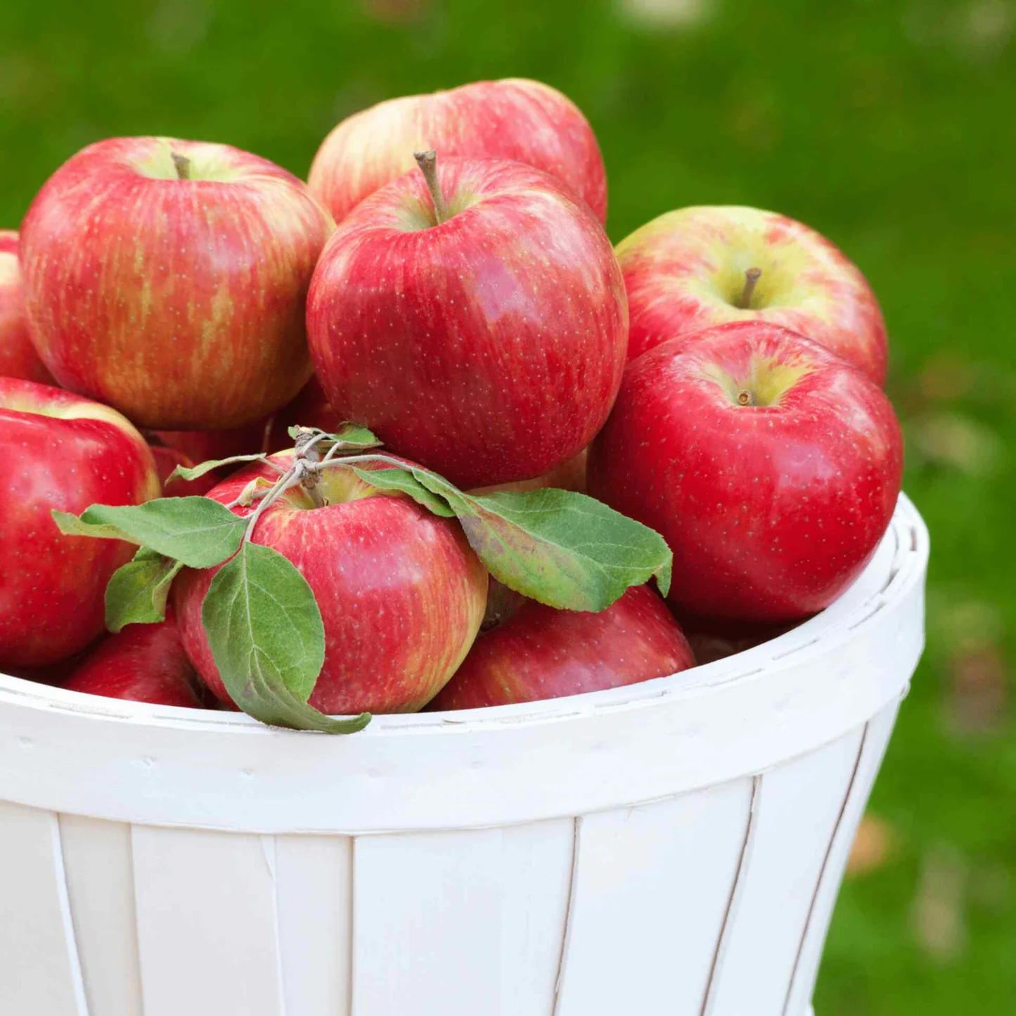 Raintree Nursery Store -Raintree Nursery Store Honeycrisp 20Apple 20Tree 203 Compressed