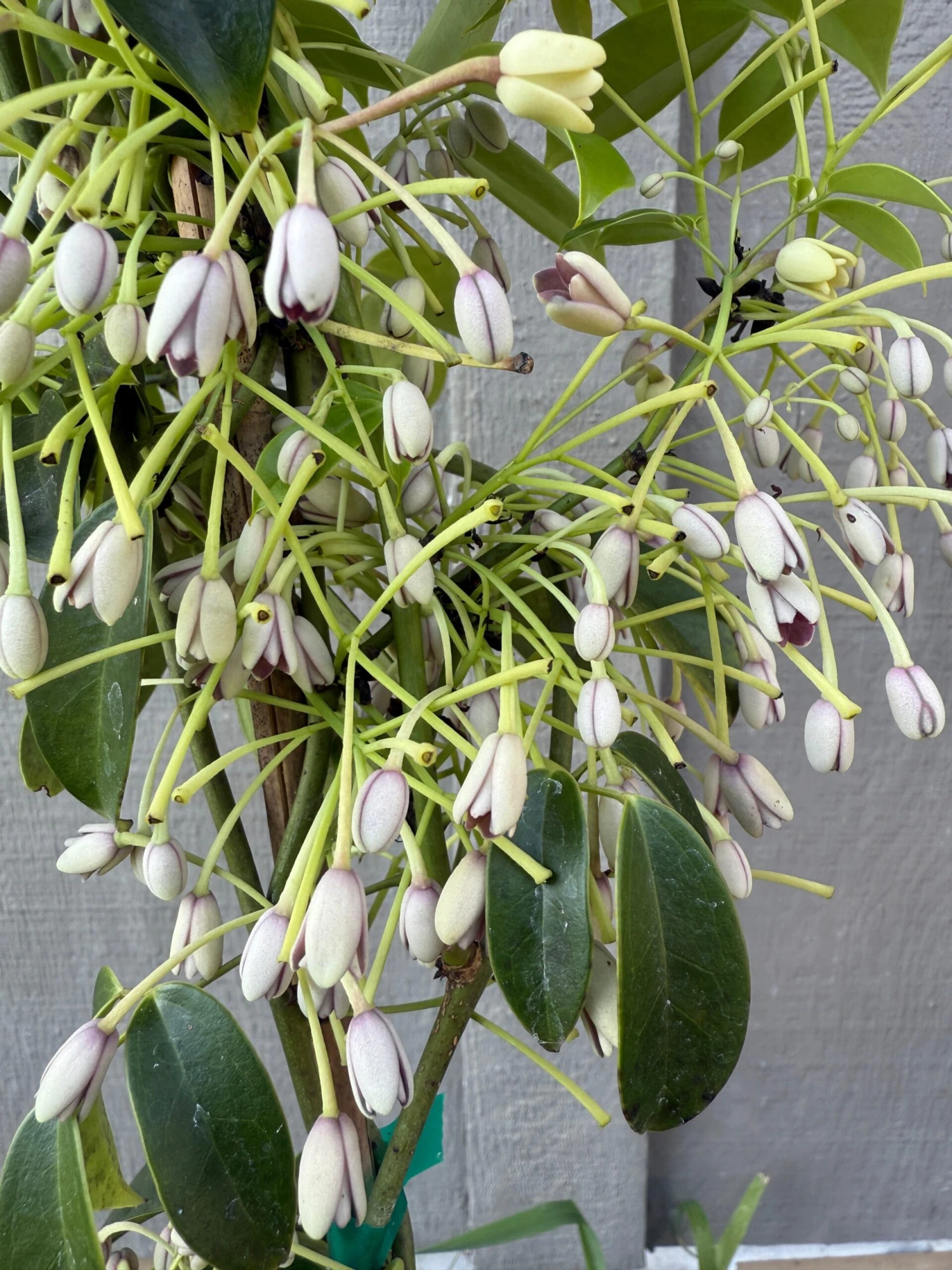 China Blue Vine (Purple) 2 China Blue Vine (Purple) - Image 2