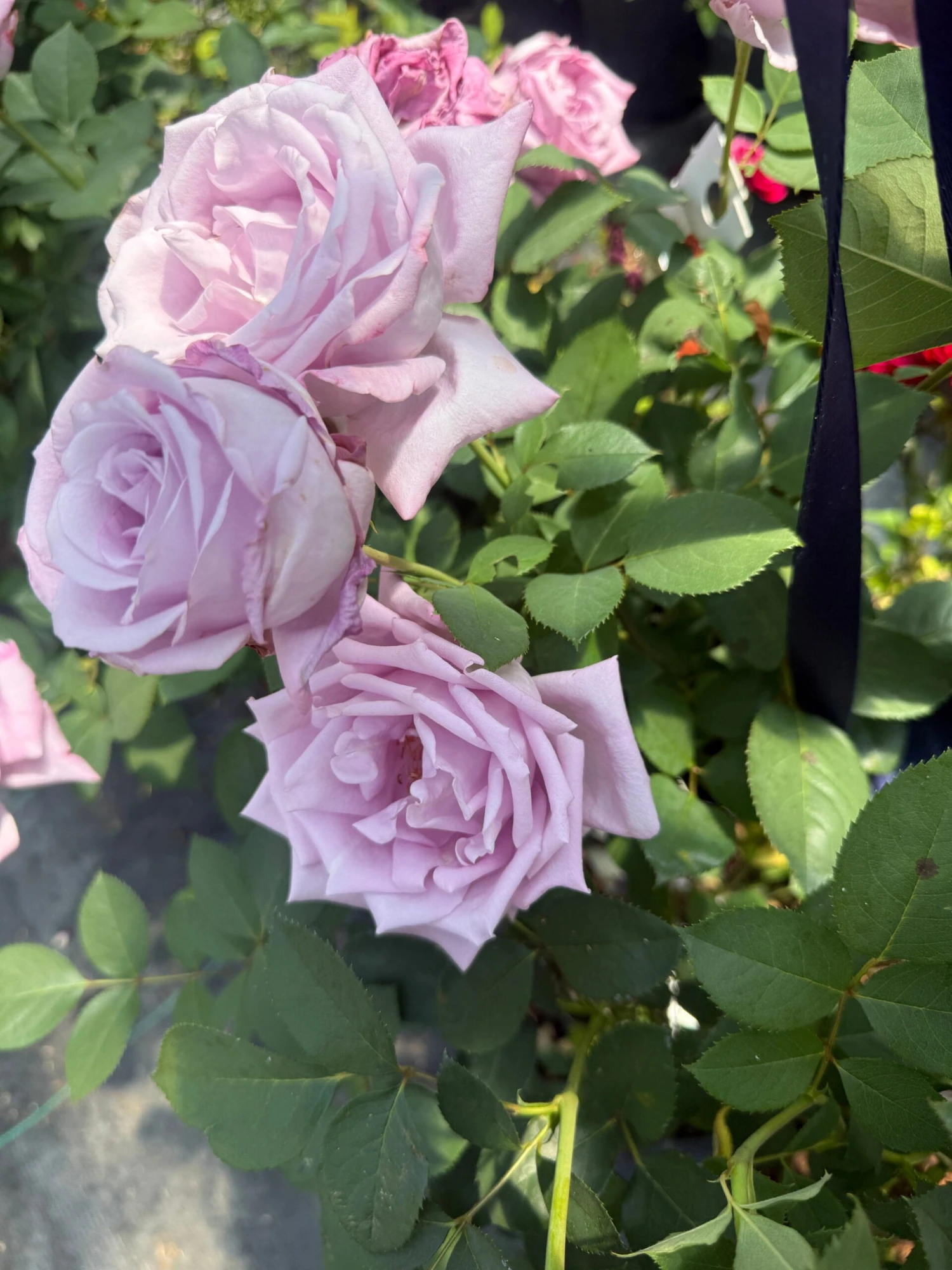 Alpha Rosa Blue Girl 1 Alpha Rosa Blue Girl