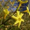 Winter Jasmine
