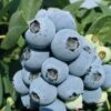 Jewel Blueberry