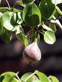 Moonglow Pear -Raintree Nursery Store MoonGlow Pyrus communis leaffruit Jean ccby20