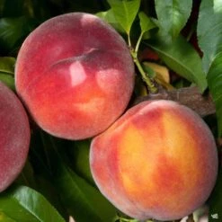 Combination Peach 'Zaiger Pride' (3 Varieties)