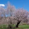 North Japanese Hill Flowering Cherry