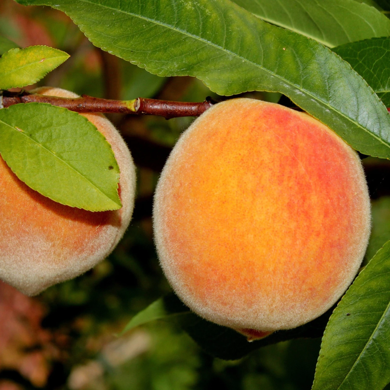 Early Elberta Peach 1 Early Elberta Peach