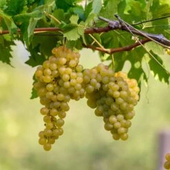 White Riesling Grape