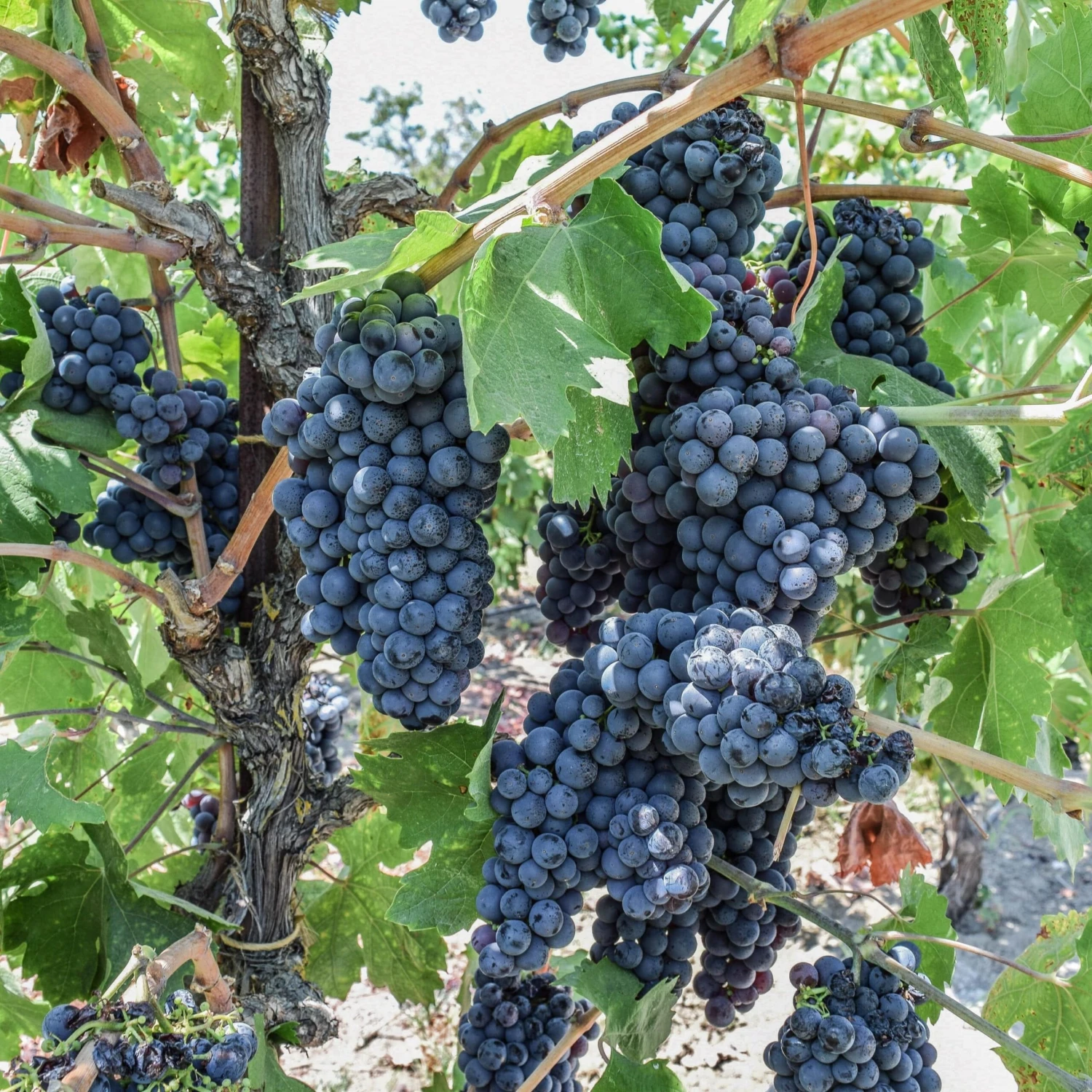 Zinfandel Grape 1 Zinfandel Grape