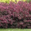 Alpha Wine & Roses®Weigela