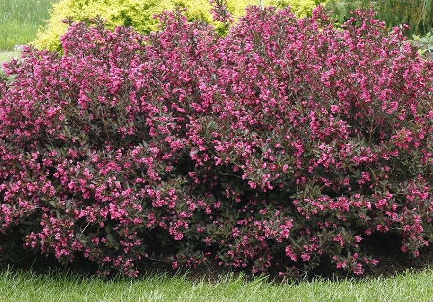 Alpha Wine & Roses®Weigela 1 Alpha Wine & Roses®Weigela