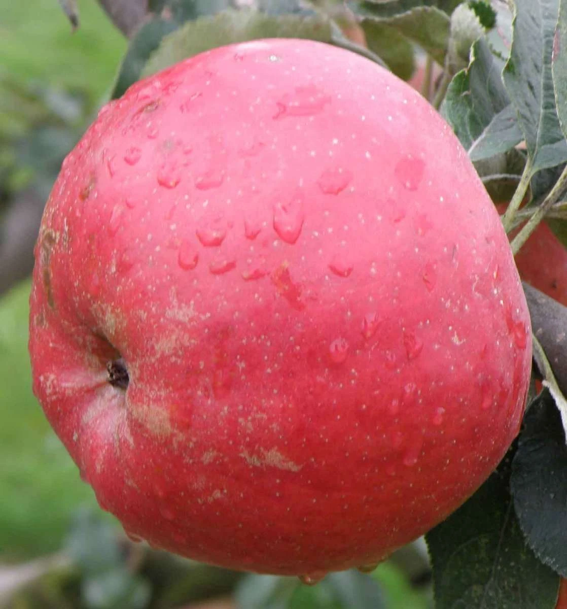 Tompkins King Apple Tree 2 Tompkins King Apple Tree - Image 2