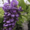 Alpha Amethyst Falls Wisteria