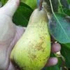 Atlantic Queen European Pear