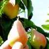 Arganche European Pear