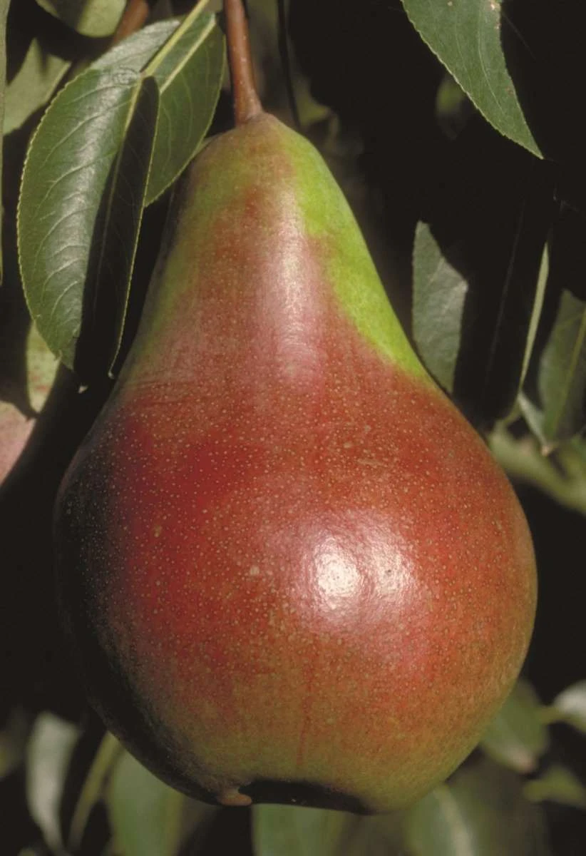 Pound European Pear 1 Pound European Pear