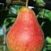 Ubileen European Pear