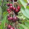 Bing Cherry