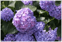 Let's Dance® Blue Jangles® Reblooming Hydrangea -Raintree Nursery Store bjangle