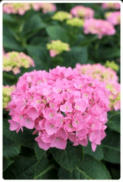 Let's Dance® Blue Jangles® Reblooming Hydrangea -Raintree Nursery Store bjangle2