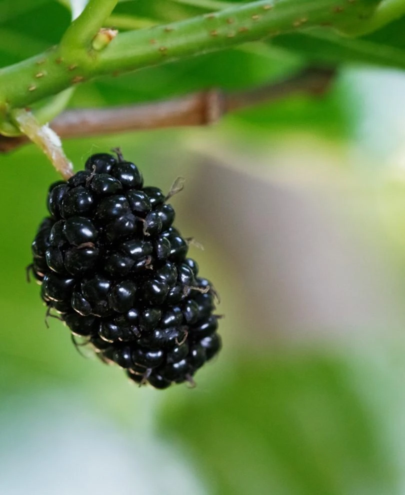 Oscar Mulberry 1 Oscar Mulberry