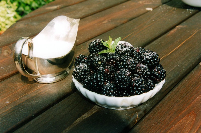 Raintree Nursery Store -Raintree Nursery Store blackberry black satin 003