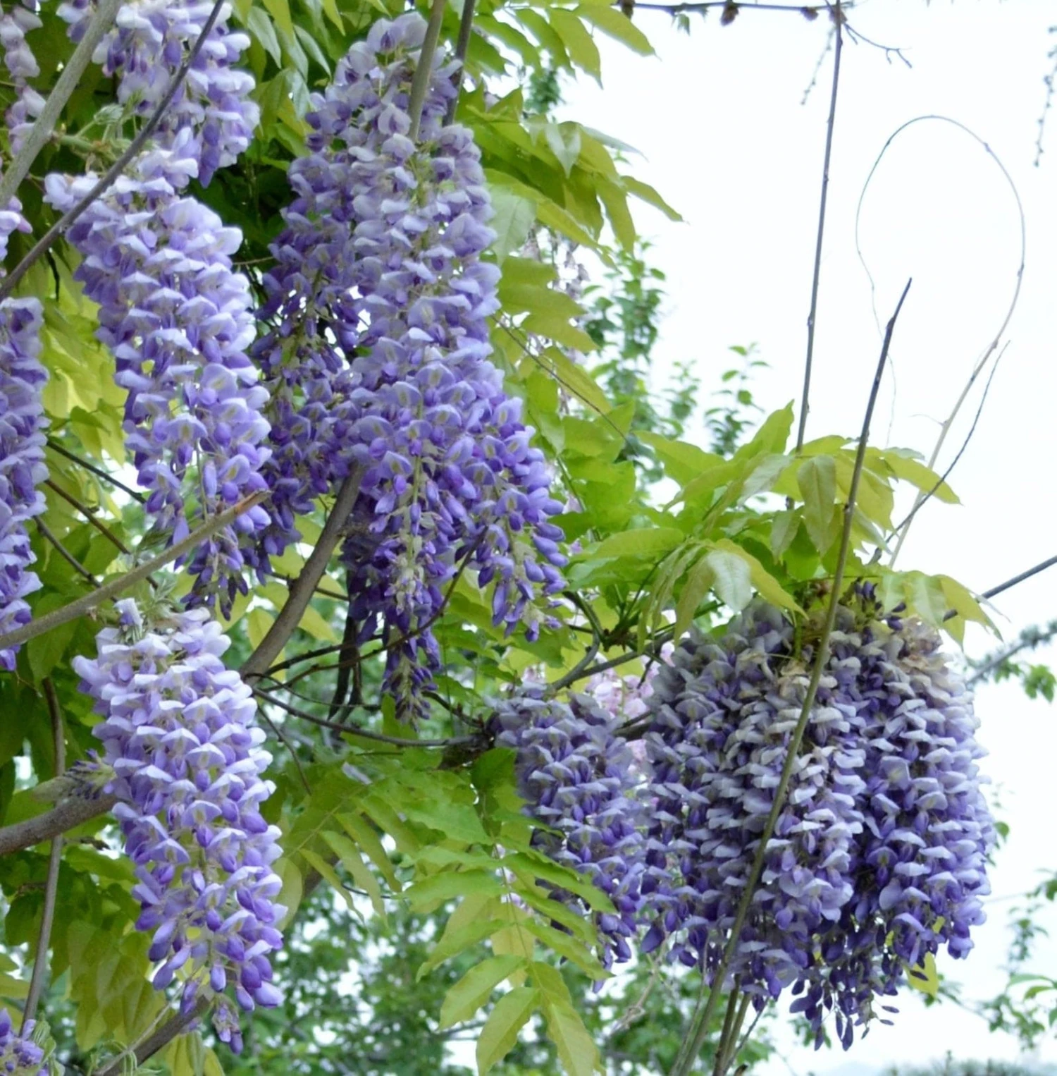 Alpha Blue Moon Wisteria 1 Alpha Blue Moon Wisteria