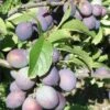 Blues Jam European Plum