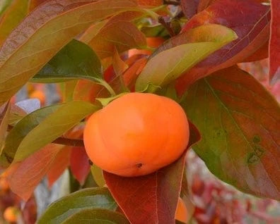 Cardinal™ Persimmon 1 Cardinal™ Persimmon