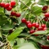 Combination Dwarf Cherry Tree (5 Varieties)