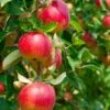Combo Heritage Apple (5 Varieties)