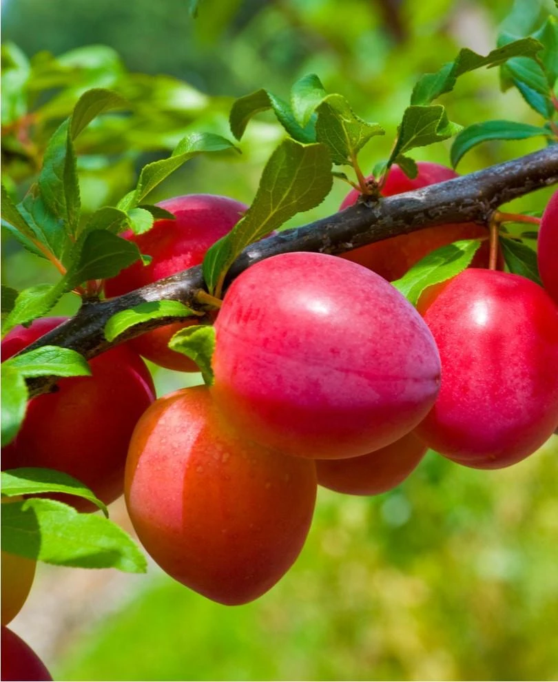 Combo Asian Plum (4 Varieties) 1 Combo Asian Plum (4 Varieties)