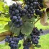 Concord Seedless Grape