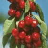 Early Burlat Cherry