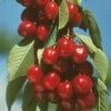 Vandalay Cherry