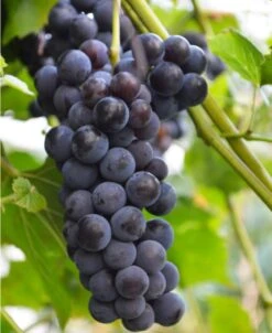 Faith Seedless Grape