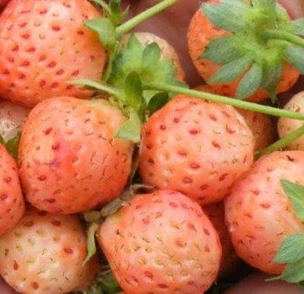 Flamingo Strawberry 1 Flamingo Strawberry