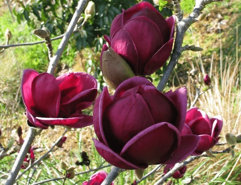 Genie Magnolia 1 Genie Magnolia