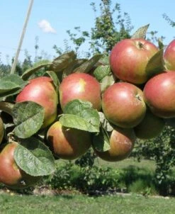 Combination Cider Apple Tree (3 Varieties)