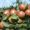 Combination Cider Apple Tree (3 Varieties)